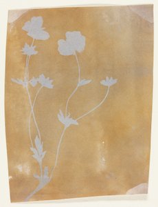 Levelek és virágok szára alkotó: William Henry Fox Talbot