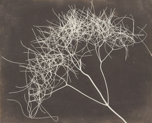 [Vad édeskömény], 1841-42.