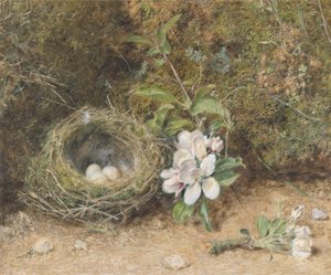 Madárfészek almavirággal, 1845-50 körül (testszín és wc krétával és gumival papíron) alkotó: William Henry Hunt