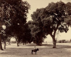[Calle de Guadeloupe, Chihuahua, Mexikó] alkotó: William Henry Jackson