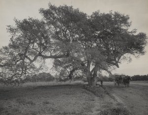 Oak Grove, Pasadena közelében, Kalifornia alkotó: William Henry Jackson