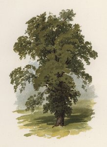 Fák: Elm (színes litográfia)