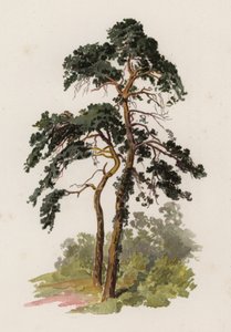 Fák: Erdei fenyő (színes litho)