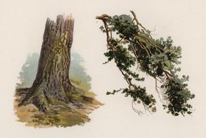 Fák: Erdei fenyő (színes litho)