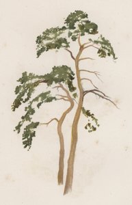 Fák: Erdei fenyő (színes litho)