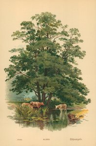 Égerfa alkotó: William Henry James Boot