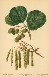 Éger, barka és lombozat alkotó: William Henry James Boot