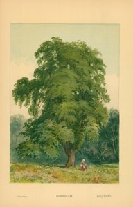 Hornbeam