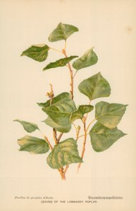 Lombardia nyárfa levelei alkotó: William Henry James Boot