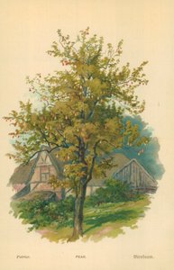 Körte alkotó: William Henry James Boot