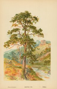 Scotch Fir alkotó: William Henry James Boot