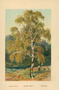 Ezüst nyírfa alkotó: William Henry James Boot