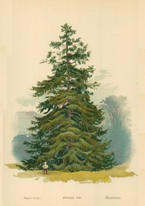 Lucfenyő alkotó: William Henry James Boot