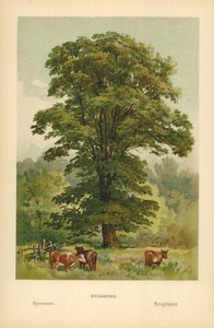 Sycamore alkotó: William Henry James Boot