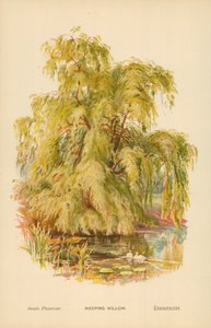 Szomorúfűz alkotó: William Henry James Boot
