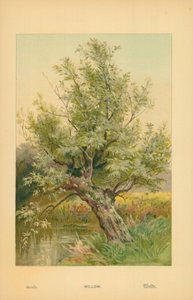 Fűzfa alkotó: William Henry James Boot