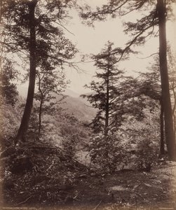Cliff View, Through the Trees,c. 1895 (fotó)