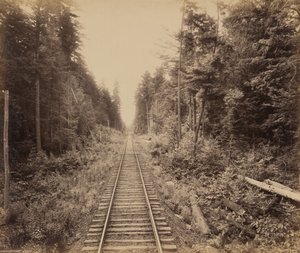 Hemlock Forest,c. 1895 (fotó) alkotó: William Herman Rau