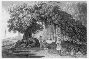 Banyan Tree, William Hodges „Utazások Indiában az 1780-83-as években” című művéből, Benjamin Pouncy (fl.1772-99) metszete, 1792-ben megjelent