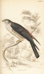 Afrikai kakukk-sólyom vagy kakukksólyom, Aviceda cuculoides alkotó: William Home Lizars