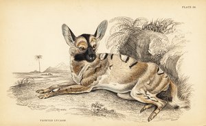 Afrikai vadkutya, Lycaon pictus, veszélyeztetett alkotó: William Home Lizars