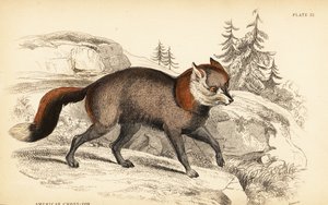 Amerikai keresztróka, a róka alkotó: William Home Lizars