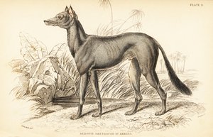 Arab agár, Canis lupus familiaris alkotó: William Home Lizars