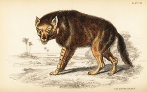 Barna hiéna vagy strandfarkas, Hyaena brunnea (Hyaena fusca) alkotó: William Home Lizars