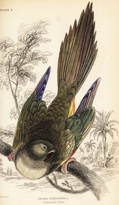 Burrow papagáj vagy patagóniai conure, Cyanoliseus patagonus alkotó: William Home Lizars