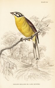 Felsősármány, Emberiza capensis (sárgahasú sármány, Fringillaria capensis)