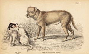 Az indiánok vagy a mexikói techichik hordozókutyája, a chihuahua őse, a Canis lupus familiaris és egy fiatal Alco kutya, a mexikói Yzi-cuinte potzotli, a Canis lupus familiaris (Canis alco)