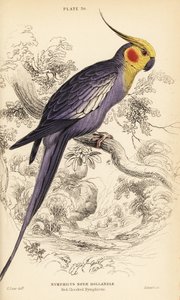 Cockatiel, Nymphicus hollandicus alkotó: William Home Lizars