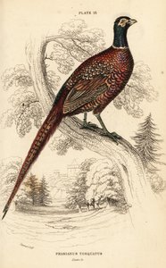 Közönséges fácán (gyűrűs nyakú), fácán colchicus torquatus