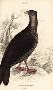 Tarajos tűzhányó, Lophura ignita, nőstény (Macartney kakas, Euplocomus ignitus) alkotó: William Home Lizars