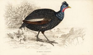 Tarajos gyöngytyúk, Guttera pucherani (Numida cristata) alkotó: William Home Lizars