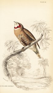 Vágott torkú pinty vagy szalagpinty, Amadina fasciata alkotó: William Home Lizars