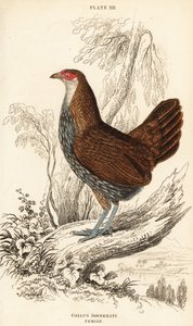 Nőstény szürke dzsungelszárnyas vagy Sonnerat dzsungelszárnyasa, Gallus sonneratii (Gallus sonnerati) alkotó: William Home Lizars