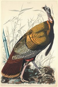 Nagy amerikai kakas, 1827.