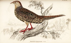 Zöld fácán vagy japán zöld fácán, nőstény, Phasianus versicolor alkotó: William Home Lizars