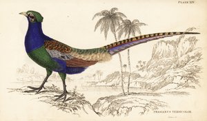 Zöld fácán vagy japán zöld fácán, hím, Phasianus versicolor