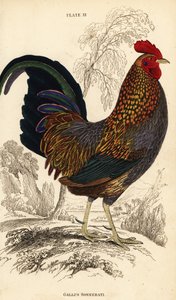Szürke dzsungelszárnyas vagy Sonnerat dzsungelszárnyasa, Gallus sonneratii (Gallus sonnerati) alkotó: William Home Lizars