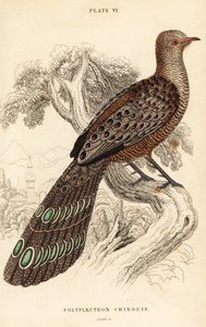 Szürke páva-fácán vagy burmai páva-fácán, Polyplectron bicalcaratum alkotó: William Home Lizars