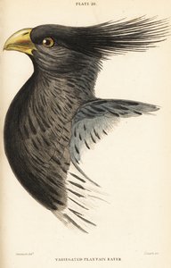 A nyugati útifűevő, Crinifer piscator (tarka útifűevő, tarajos útifűevő, Chizoeris variegata) feje