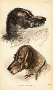 Egy szarvaskutya feje 1 és véreb 2, Canis lupus familiaris (Canis sagaces és Canis sanguinarius) alkotó: William Home Lizars