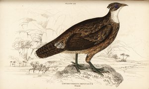 Himalayan Monal, Női, Lofoforce Impact (Impain Lofoforce, Lofoforce Impaines)