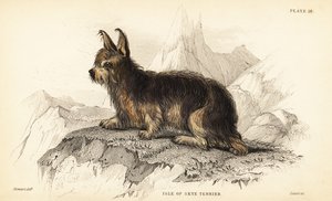 Isle of Skye terrier, Canis lupus familiaris (Canis terrarius) alkotó: William Home Lizars