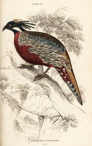 Koklass fácán, Pucrasia macrolopha alkotó: William Home Lizars