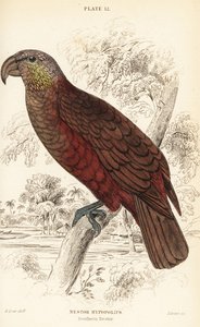 Új-zélandi kaka, Nestor meridionalis alkotó: William Home Lizars