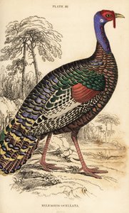 Ocellated pulyka, Meleagris ocellata alkotó: William Home Lizars