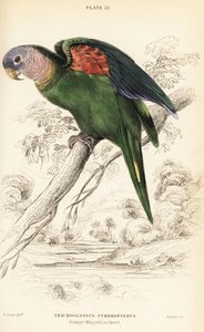 Narancsszárnyú amazon, Amazona amazonica alkotó: William Home Lizars